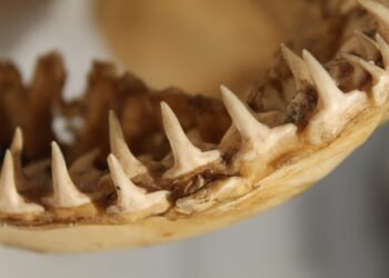 Што знаеме за мегалодонот? Вистината за најголемата ајкула што некогаш постоела