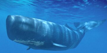 „Моби Дик“ забележан кај брегот на Јамајка!